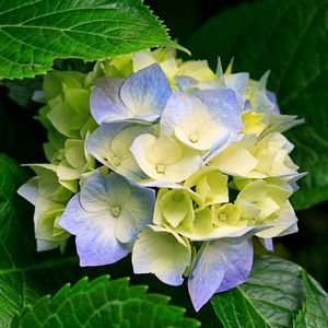 Meet your Posher, Harbaksh